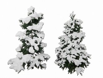 Winter Pine Cedar Conifer 3d model