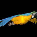 Colorful Flying Macaw Bird With Yellow And Blue Feathers Spread Wings Against Black Background