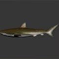 Realistic Brown Shark Model With Sharp Fins And Gray Background Reflection