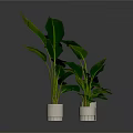 Large Leaf Green Plants In White Pots With Metal Stands For Interior Decor