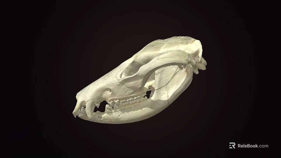 Detailed Animal Skull Skeleton With Visible Teeth And Bone Structure On Dark Background 3d model 