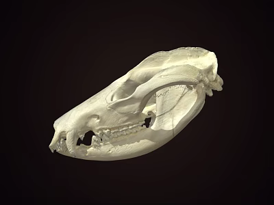 Detailed Animal Skull Skeleton With Visible Teeth And Bone Structure On Dark Background 3d model