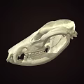 Detailed Animal Skull Skeleton With Visible Teeth And Bone Structure On Dark Background 3d model