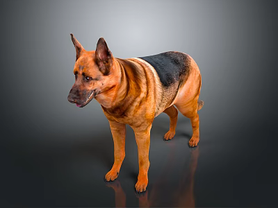 German Shepherd Dog Standing with Perked Ears Brown Black Coat in Gray Background 3d model
