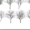 Blooming Ornamental Trees With White And Pink Flowers In Various Varieties