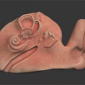Detailed 3D Anatomical Structure Model With Pink Textured Curled Design For Medical Education