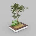 Arbor In Square Planter With White Base Wooden Edge Soil And Green Small Plants