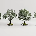 Four Arbor Trees Planted in Square Flower Beds Against White Background 3d model