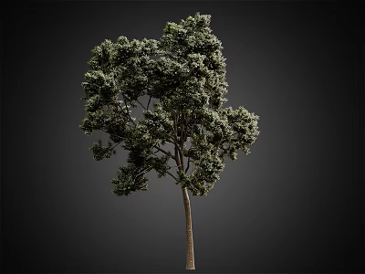 Tall Arbor With Lush Green Foliage Isolated On Dark Background 3d model