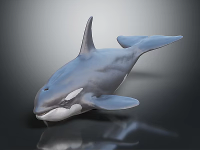 Orca Whale 3D Model with Black and White Color on Gray Background and Reflective Surface 3d model
