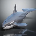 Orca Whale 3D Model with Black and White Color on Gray Background and Reflective Surface