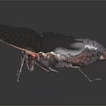 Cicada with White Brown Patterned Wings Black Body and Red Head 3d model