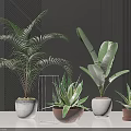 Different Potted Plants with Green Leaves in White Brown Pots on Black Table