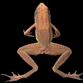 Brown Frog With Detailed Body Structure Legs And Webbed Feet On Black Background Close-Up View