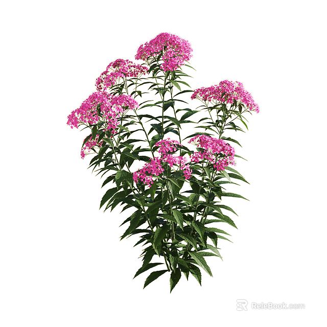 Vibrant Pink Flower Clusters with Lush Green Leaves in Full Bloom Gracefully 3d model 