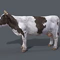 Realistic Black and White Cow With Horns Standing On Gray Background 3d model