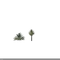 Lush Green Palm Trees With Tall Trunks And Dense Feathery Fronds
