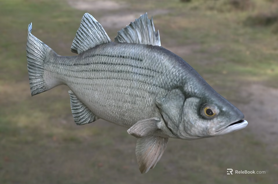 Silver Striped Bass Aquatic Animal With Detailed Scales And Fins In Natural Setting 3d model 
