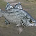 Silver Striped Bass Aquatic Animal With Detailed Scales And Fins In Natural Setting