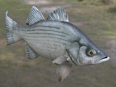 Silver Striped Bass Aquatic Animal With Detailed Scales And Fins In Natural Setting 3d model