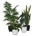 Various Types of Indoor Potted Plants with Different Sizes Shapes White Black Pots