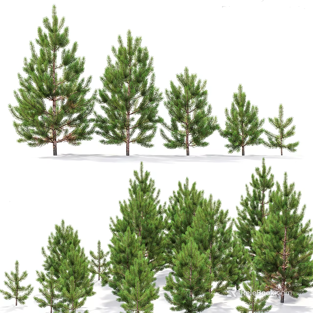 Various Sizes of Green Pine Trees with Lush Foliage in Natural Arrangement 3d model 