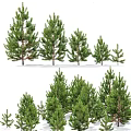 Various Sizes of Green Pine Trees with Lush Foliage in Natural Arrangement