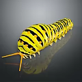 Yellow Black Striped Caterpillar With Orange Antennae And Black Spots On Dark Background