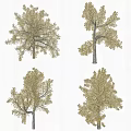 Four Different Arbor Varieties With Golden Foliage And Natural Shapes