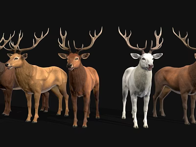 Realistic Reptile Models In Various Colors Standing On Black Background 3d model