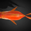 Vibrant Orange And White Goldfish With Bright Fins And Flowing Tail On Black Background