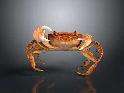 Detailed View Of Orange Fresh Crab With Large Claws On Smooth Surface Showing Reflection 3d model