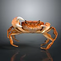 Detailed View Of Orange Fresh Crab With Large Claws On Smooth Surface Showing Reflection