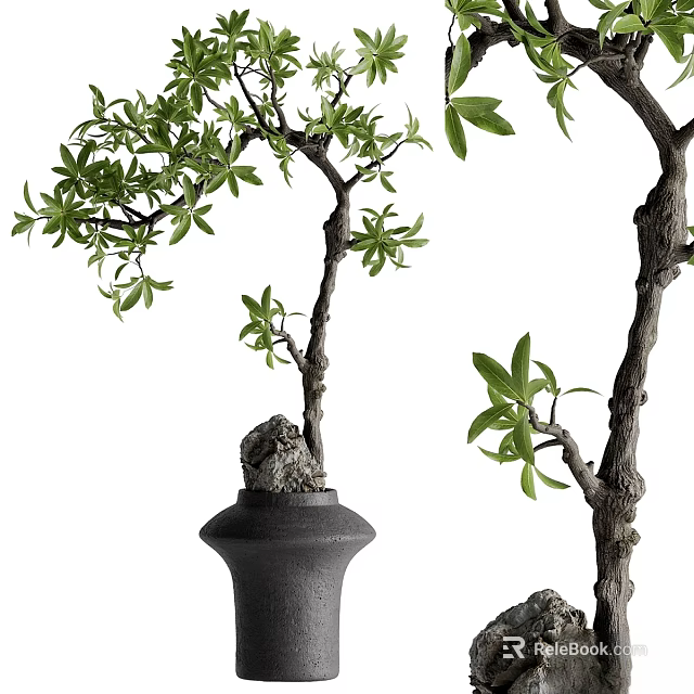 Decorative Ornament Set With Bonsai Tree Green Leaves Black Pot And Stone Accents 3d model 