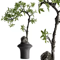 Decorative Ornament Set With Bonsai Tree Green Leaves Black Pot And Stone Accents