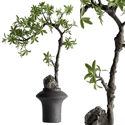 Decorative Ornament Set With Bonsai Tree Green Leaves Black Pot And Stone Accents 3d model