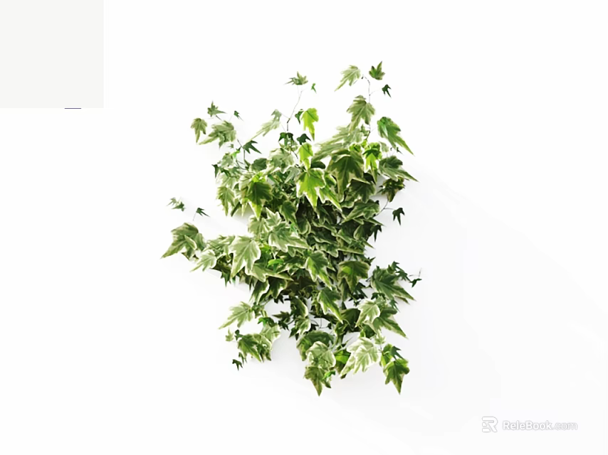 Lush Variegated Ivy Vine With Green And White Trailing Leaves For Indoor Decoration 3d model 