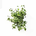 Lush Variegated Ivy Vine With Green And White Trailing Leaves For Indoor Decoration