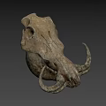 Prehistoric Animal Fossil Skull With Curved Horns And Detailed Bone Structure