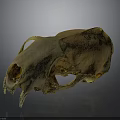 Detailed Animal Skull Skeleton Showing Biological Organ Structure And Features