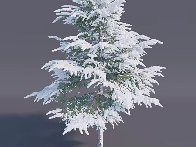 Snow Covered Pine Tree with Frosted Branches in Winter Landscape 3d model