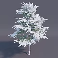 Snow Covered Pine Tree with Frosted Branches in Winter Landscape 3d model