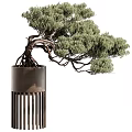 Bonsai Plant Featuring Twisted Branches Green Foliage Exposed Roots In Metal Pot With Vertical Slats