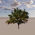Healthy Lush Green Tree With Abundant Orange Fruits Against Blue Sky