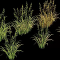 Lush Varied Grass Plants Featuring Green And Golden Tall Slender Leaves And Ornamental Clumping Foliage