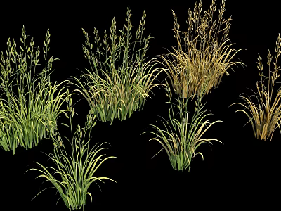 Lush Varied Grass Plants Featuring Green And Golden Tall Slender Leaves And Ornamental Clumping Foliage 3d model