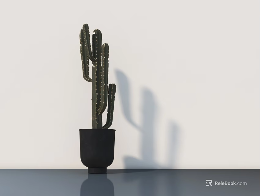 Cactus Bonsai Plant in Black Pot Against White Wall On Dark Floor With Shadow 3d model 