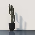 Cactus Bonsai Plant in Black Pot Against White Wall On Dark Floor With Shadow