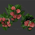 Anthurium Plants With Pink Blooms And Green Leaves In Wicker Pots On Bamboo Stands