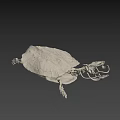 Anatomical Turtle Skeleton Display With Detailed Carapace On Green Geometric Background